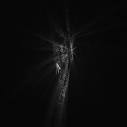 bbno$ – diamonds are forever