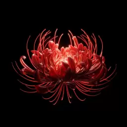 The Limba – С кем ты играешь?